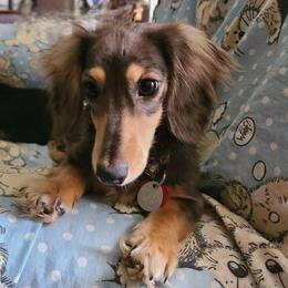 Indigo - Dachshund