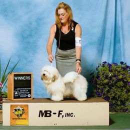 Simon - Havanese