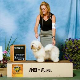 Simon - Havanese
