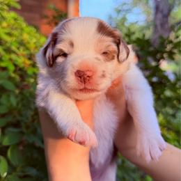 Bingsu: (Shaved Ice) - Red merle female Miniature Australian Shepherd puppy in Clarksville, Tennessee from Southern Oak Pups