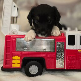 Elvis - Black male Double Doodle puppy in Prescott Valley, Arizona from Ramirez Family Doodles