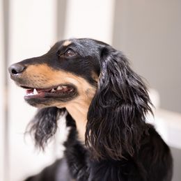 Dachshunds from Dupar Dachshunds