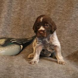 Pink - Brown and gray female Wirehaired Pointing Griffon puppy in Afton, Wisconsin from Daehler's Wirehaired Pointing Griffons