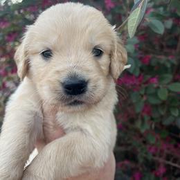 Red - Golden female Golden Retriever puppy in Jesup, Georgia from Painted Platinum Retrievers (Painted Platinum Kennel) PPK