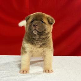 Boy 1 - Red male Akita puppy in Cuba, Missouri from Kamikaze Akitas