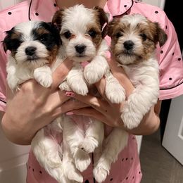 Yorkshire Terrier Puppies from Sunshine Luv Yorkies