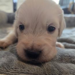 Boy 3 (black collar) Roger - Light golden male Golden Retriever puppy in Elizabeth, Colorado from Blazing Star Goldens