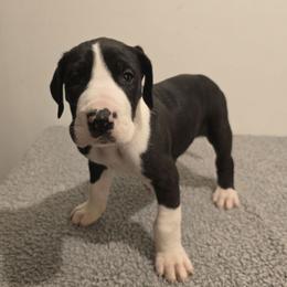 Mantle Male - 2 - Great Dane puppy from Breken Great Danes