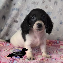 Nova the Black Piebald Girl - Piebald Dachshund puppy in Pelion, South Carolina from Doitsujin Dachshunds
