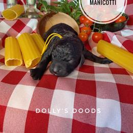 Manicotti - Yellow Boy - Black male Goldendoodle puppy in Harrisburg, Oregon from Dolly’s Doods
