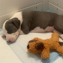 Whippet Puppies from Phoenix Whippets