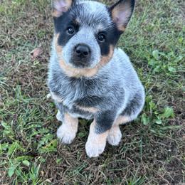 Ollie - Blue male Australian Cattle Dog puppy in Olive Hill, Kentucky from Tompkins Farm