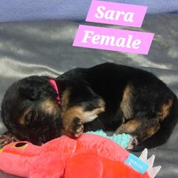 Sarah Pink Collar - Black and red female German Shepherd puppy in Bedias, Texas from TiPi S Ranch's German Shepherds