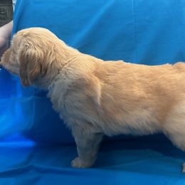 Golden Retriever Puppies from Chevaline Goldens