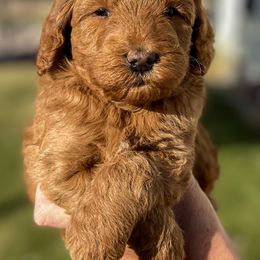 Cavapoo and Goldendoodle Puppies from A2Z Doodles