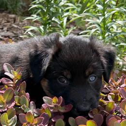 Cocoa - Black tri-color female Australian Shepherd puppy in La Porte City, Iowa from KDL Homestead