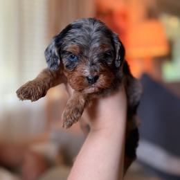Rain - Merle female Cavapoo puppy in Colcord, Oklahoma from Copper Lane Aussies, Doodles & Cavapoos