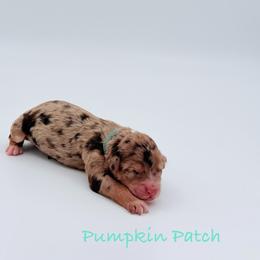 Pumpkin Patch - Red merle female Aussiedoodle puppy in Cartersville, Georgia from Simply Blessed Doodles