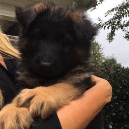 German Shepherd Puppies from Alexanderhof Kennels