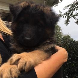 German Shepherd Puppies from Alexanderhof Kennels