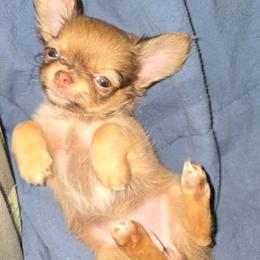 Lil bit - Chocolate sabled fawn female Chihuahua puppy in Jeffersonville, Indiana from The Joyful World of Chihuahuas