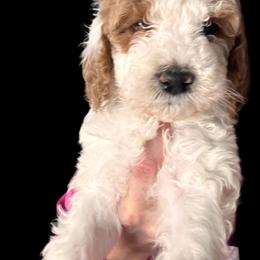 Goldendoodle Puppies from Luccisgoldendoodles