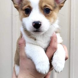 American Corgis and Pembroke Welsh Corgis from Arrow J Corgi Company