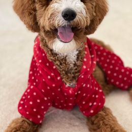 Goldendoodle and Poodle Puppies from CharleighRae Poodles and Doodles