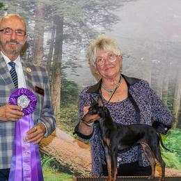 Manchester Terriers from Flatbroke Toy Manchester Terriers