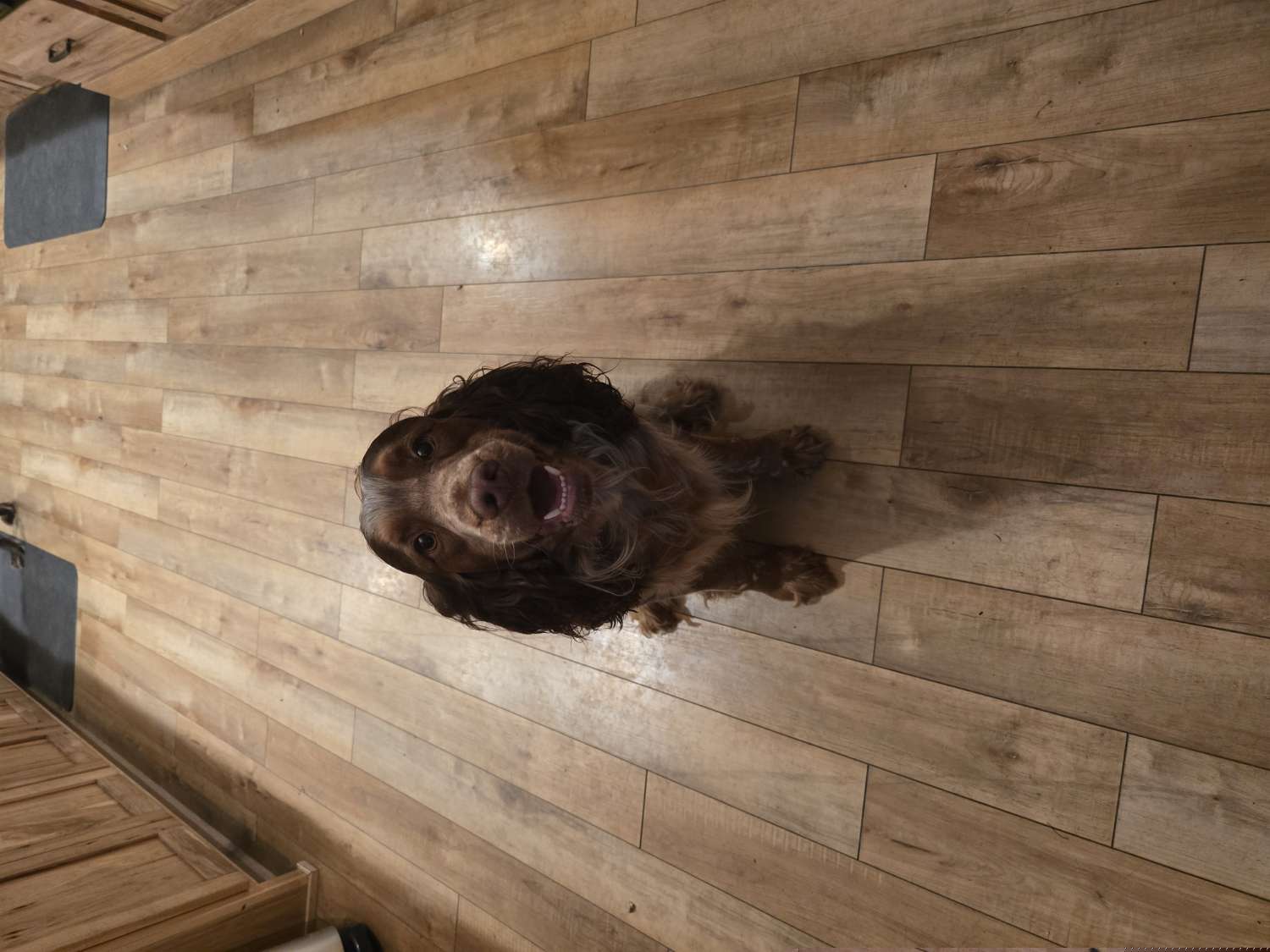 Remi - English Springer Spaniel