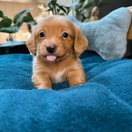 Sunny - Red male Dachshund puppy in Los Angeles, California from Mini Doxies R Us