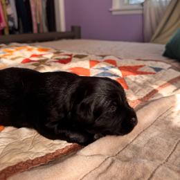 Volcom - male Sporty Mix puppy in Richland, Michigan from Seay's Sporty Mixes