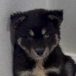 Jetson - Black male Pomsky puppy in Spring Hill, Florida from PDQ Pomskies
