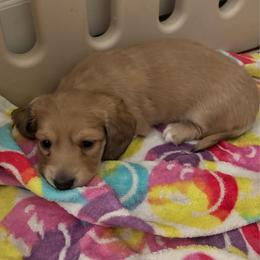 Maverick - Cream male Dachshund puppy in New Smyrna Beach, Florida from J & L Mini D’s