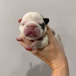 Lily - White and fawn female French Bulldog puppy in New Hampton, New Hampshire from Kismet French Bulldogs