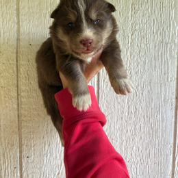 Girl 3 - Red and white female Siberian Husky puppy in Jonesborough, Tennessee from Dry Creek Siberians