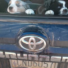 Australian Shepherd Puppies from Gardner Canyon Kennels