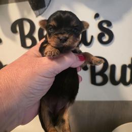 Rayne - Black and tan female Yorkshire Terrier puppy in Clermont, Florida from Bella's Prissy Butts