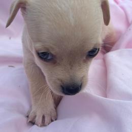 June - Cream female Chihuahua puppy in Scranton, South Carolina from The Magnolia Pawlor, LLC