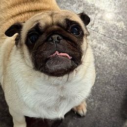 Dana - Pug