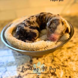 Purple girl - Chocolate merle female Bernedoodle puppy in Valdese, North Carolina from Doodling All Day Goldendoodles