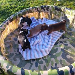 Rat Terrier Puppies from Foggy Meadow Farm