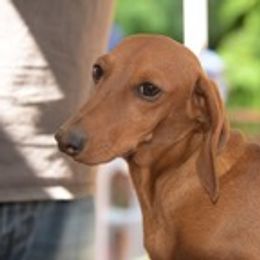 Stryker - Dachshund