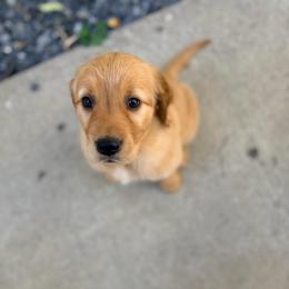 8 - Dark golden female Golden Retriever puppy in Smithfield, Utah from Golden Palms Puppies