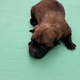 Fawn Sable Girl - Fawn sable female Belgian Malinois puppy in Irmo, Texas from Kaizen Ruach Malinois