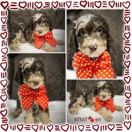KITKAT - Brown merle female Aussiedoodle puppy in Houston, Texas from Jomelkin Furry Pals
