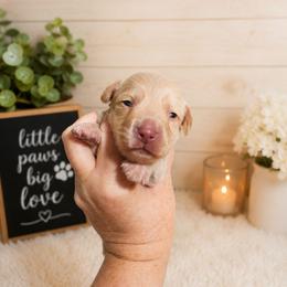 Ian - Red male Dachshund puppy in Adolphus, Kentucky from Walker's Dachshunds
