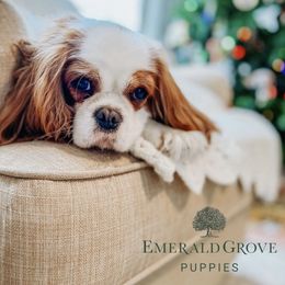Cavalier King Charles Spaniel and Golden Retriever All Grown Up from Emerald Grove Puppies
