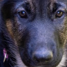 Alaskan Malamutes and German Shepherds from Snowybleu Kennels