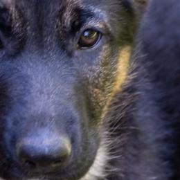 Alaskan Malamutes and German Shepherds from Snowybleu Kennels